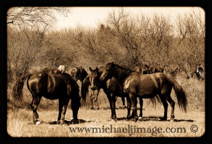 "wild horses 2"
verde river, rio verde, az.